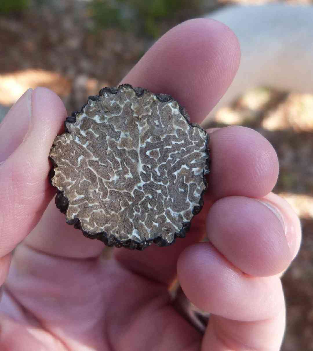 Black truffle (Tuber melanosporum) thumbnail 3