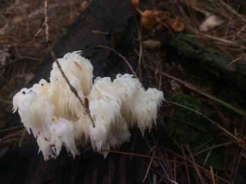 Bear's head tooth (Hericium americanum) thumbnail 2