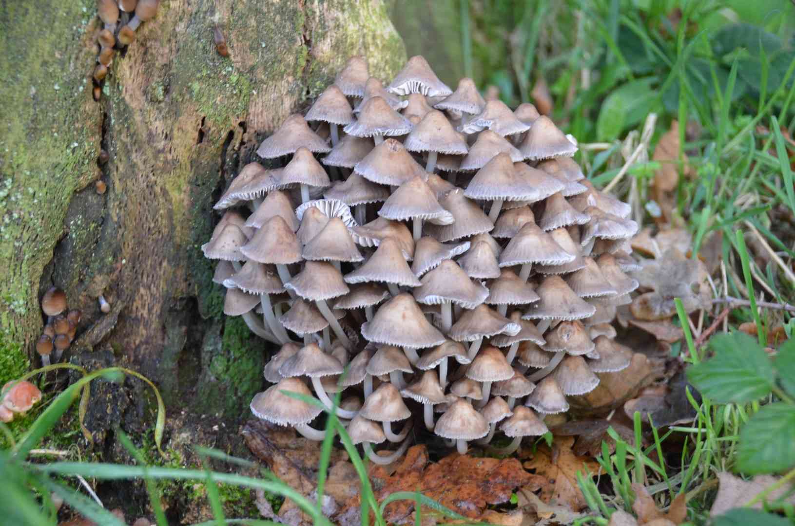 Stump fairy helmet (Mycena stipata) thumbnail 1