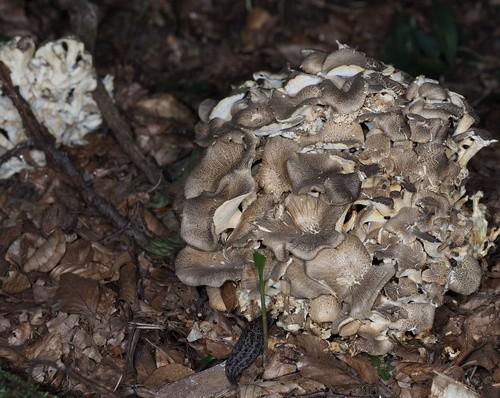 Umbrella polypore thumbnail 3