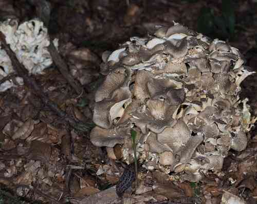 Umbrella polypore (Polyporus umbellatus) thumbnail 3