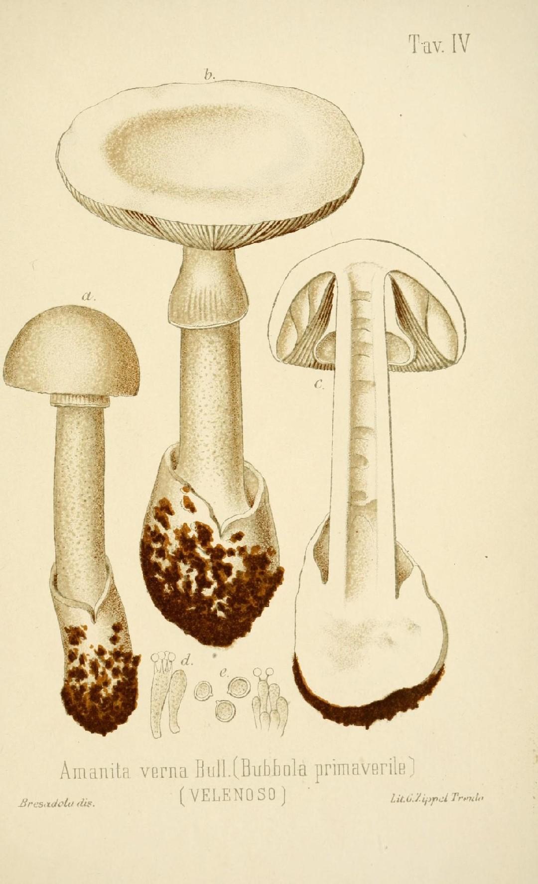 Fool's mushroom thumbnail 3