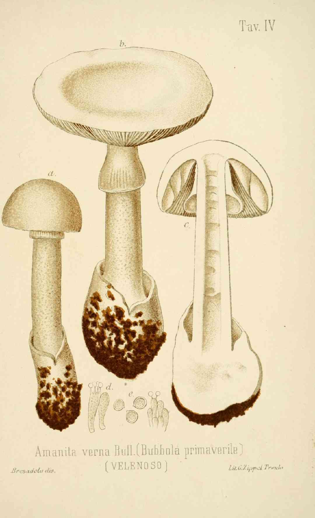 Fool's mushroom (Amanita verna) thumbnail 3