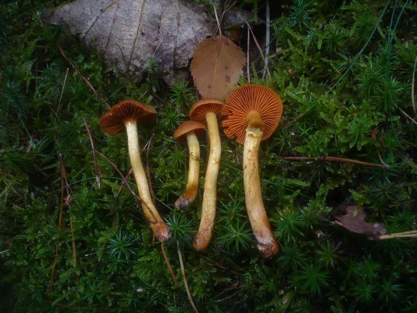 Cinnamon webcap (Cortinarius cinnamomeus) thumbnail 3