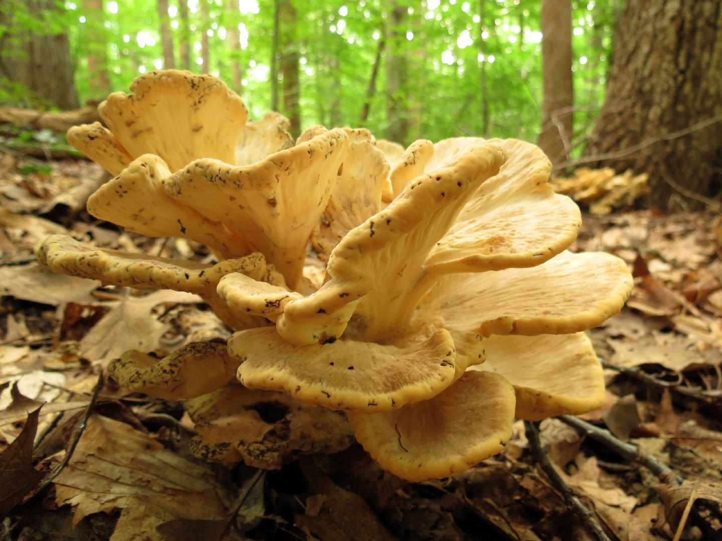 Hen-of-the-woods thumbnail 3