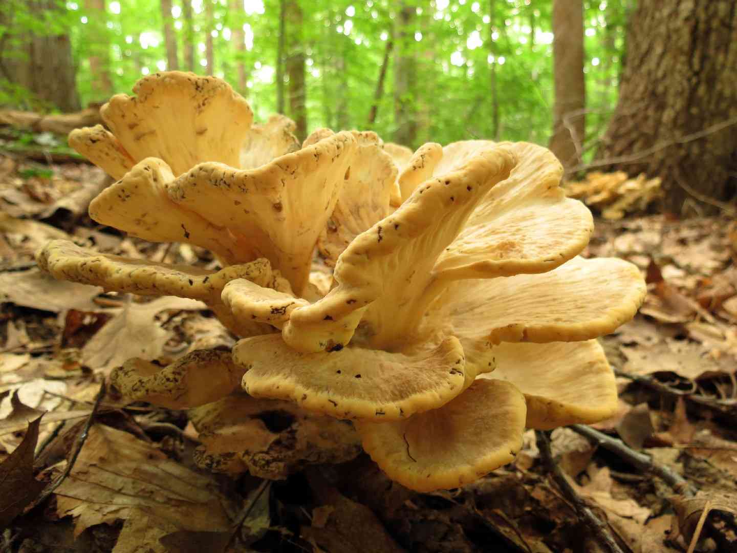 Hen-of-the-woods (Grifola frondosa) thumbnail 3