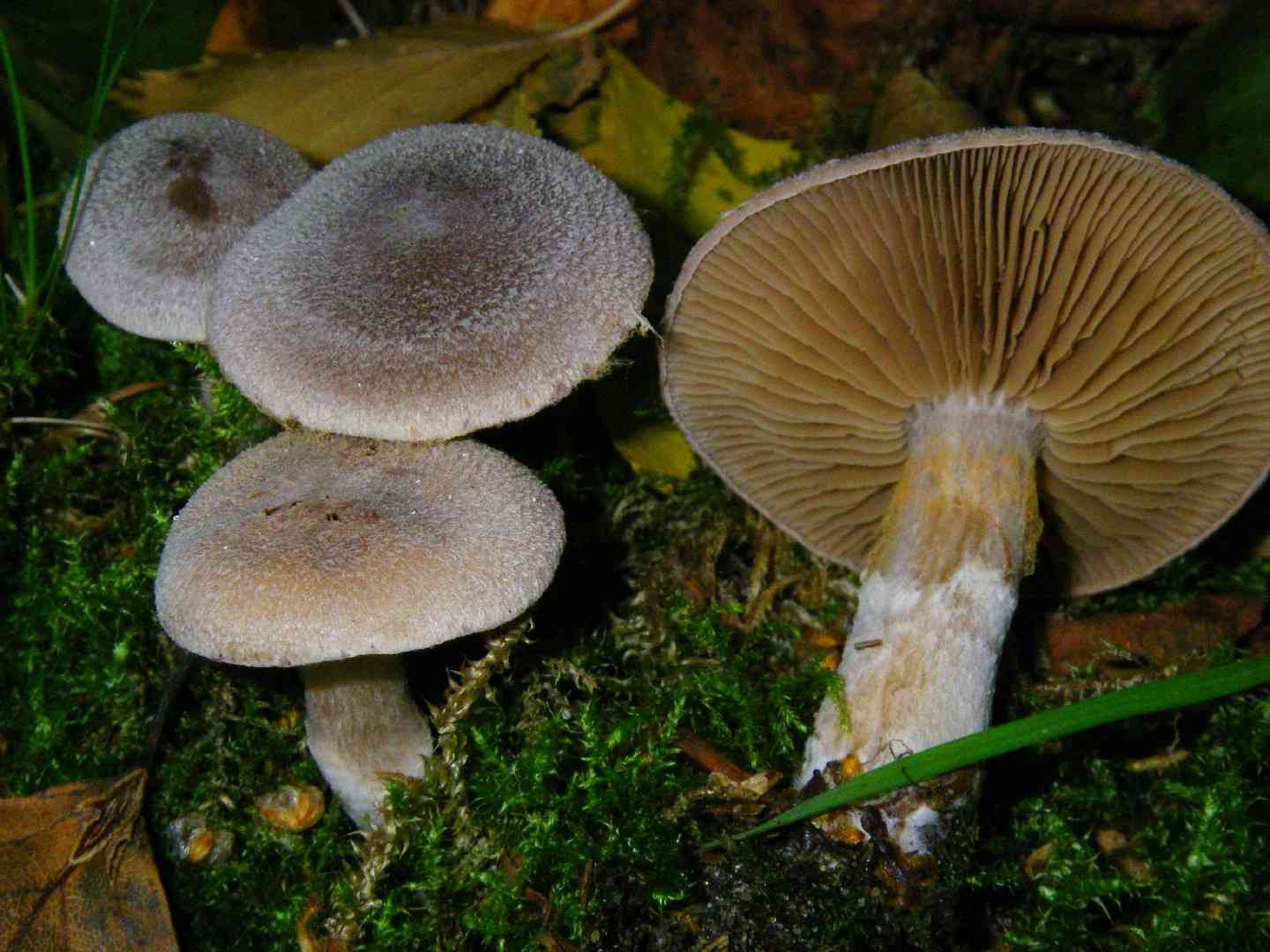 Frosty webcap