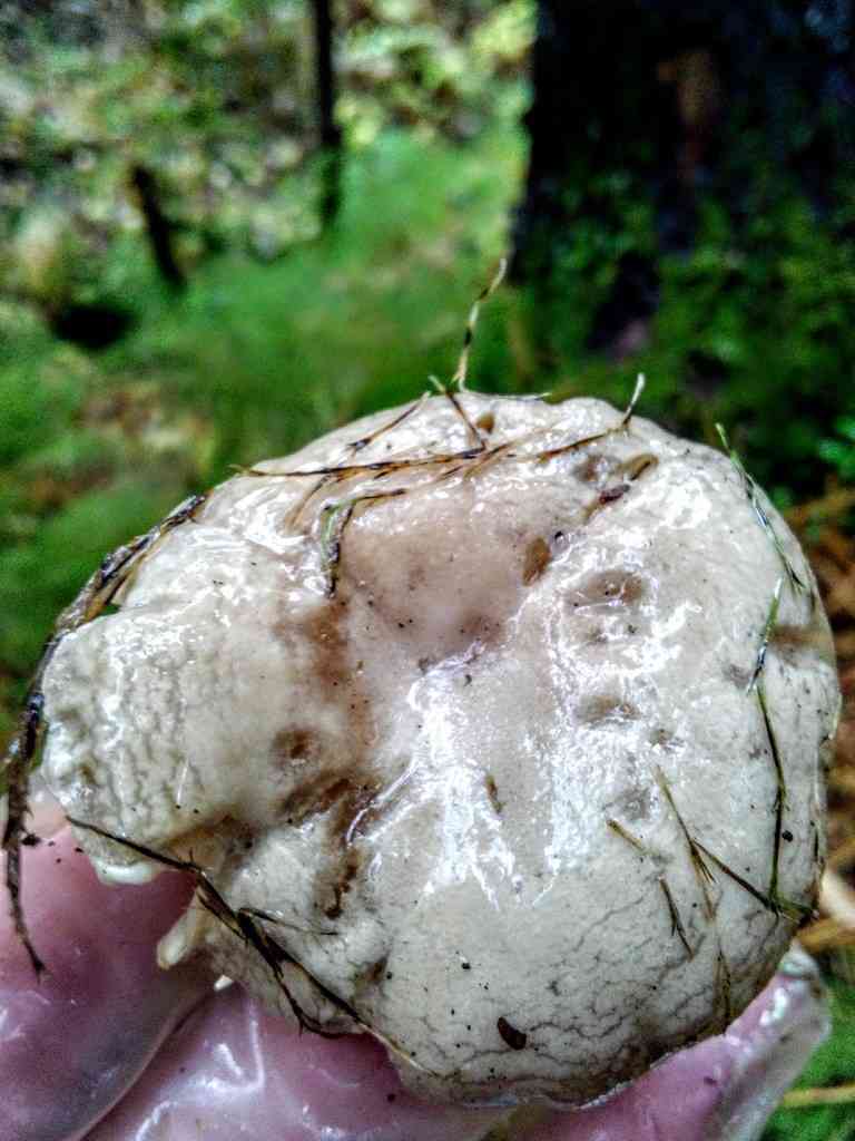 Sweet woodwax (Hygrophorus hedrychii) thumbnail 3