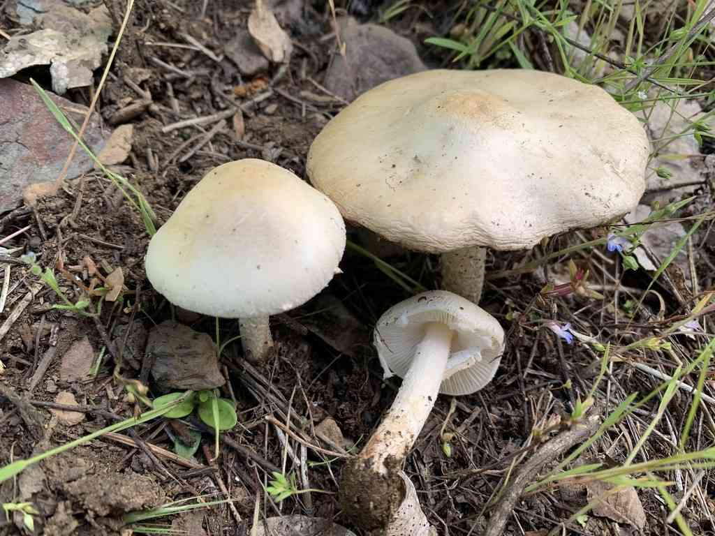 Dune dapperling (Lepiota erminea) thumbnail 3