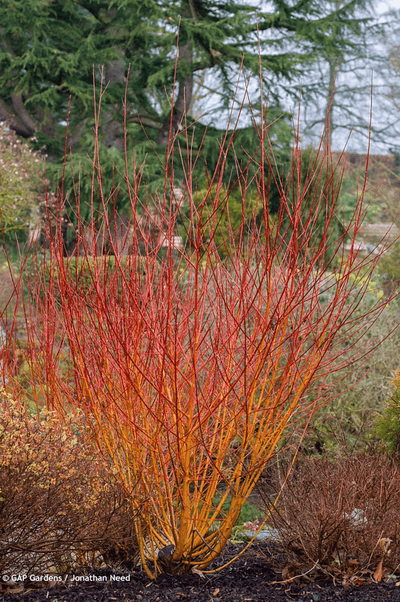Cornus sanguinea