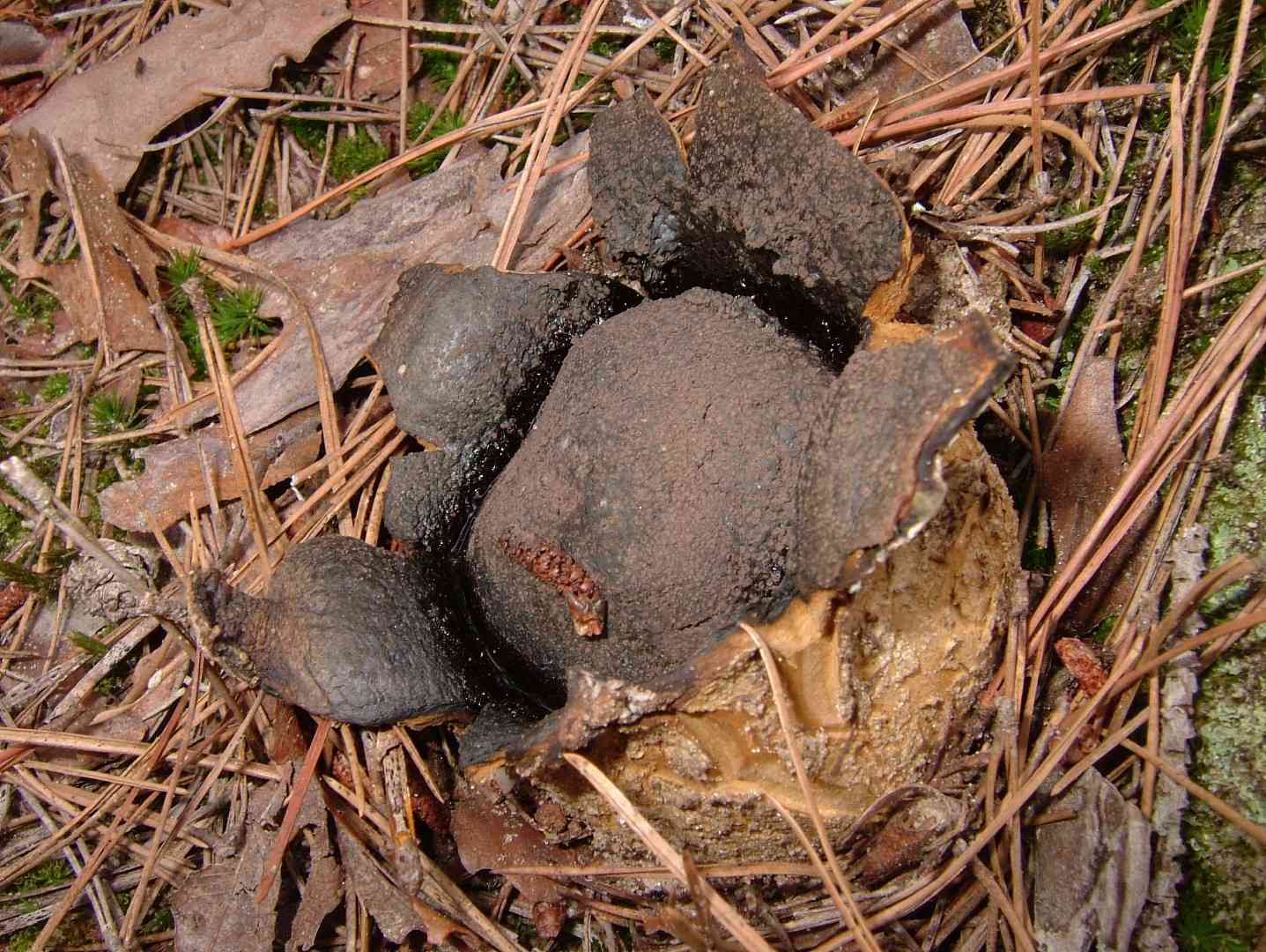 Dead man's hand (Scleroderma polyrhizum) thumbnail 1