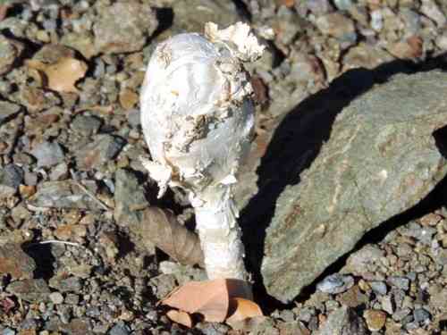 Desert shaggy mane (Podaxis pistillaris) thumbnail 3