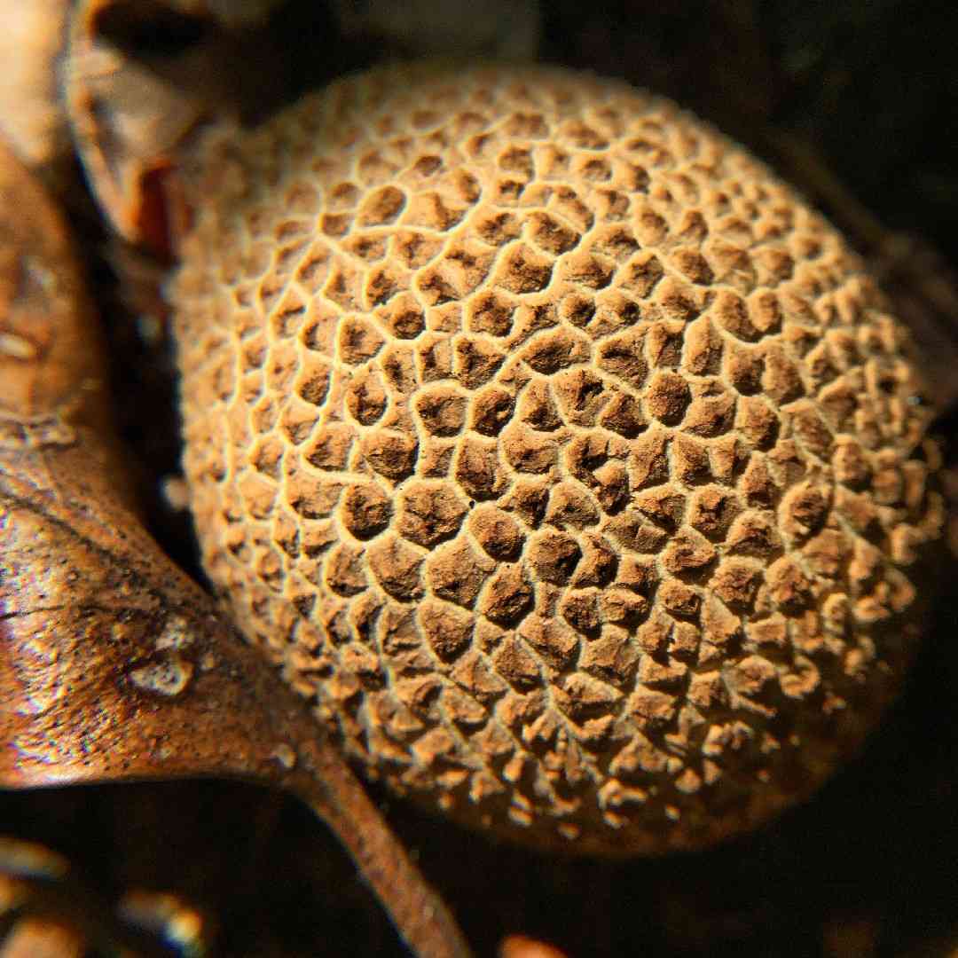 Common earthball (Scleroderma citrinum) thumbnail 3