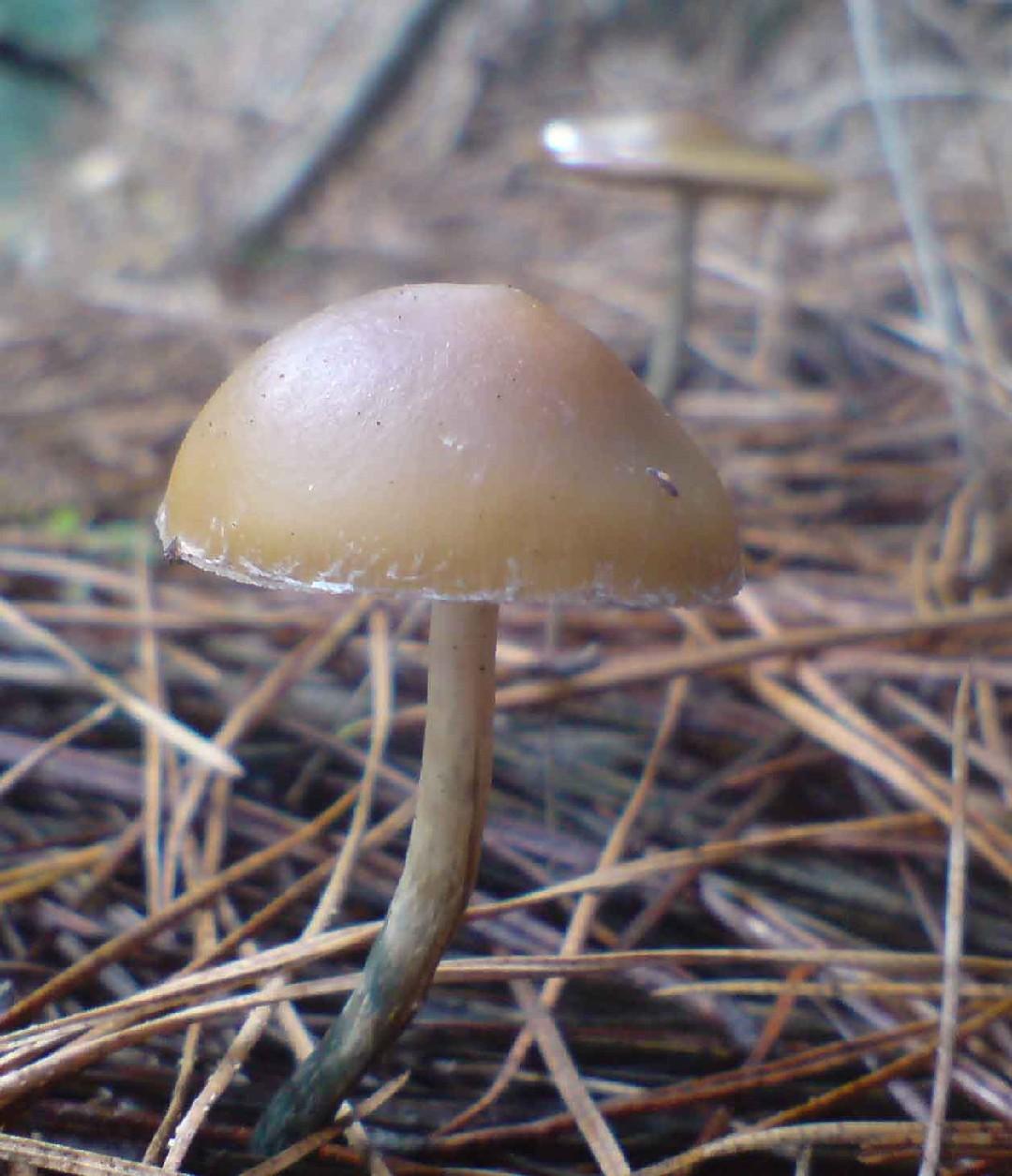 Psilocybe subaeruginosa