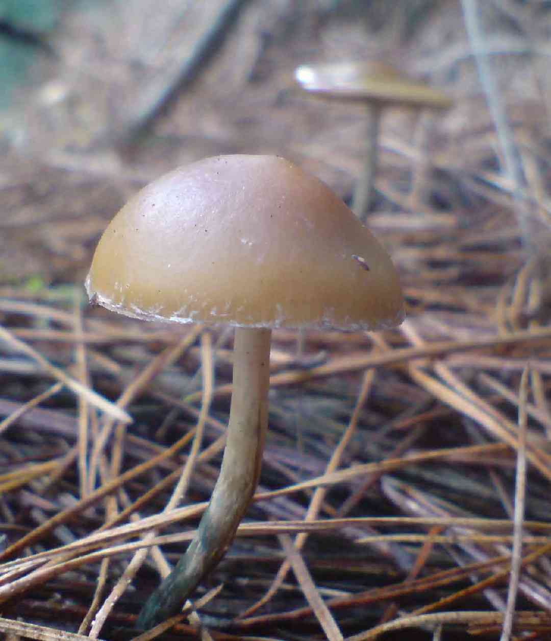 Psilocybe subaeruginosa