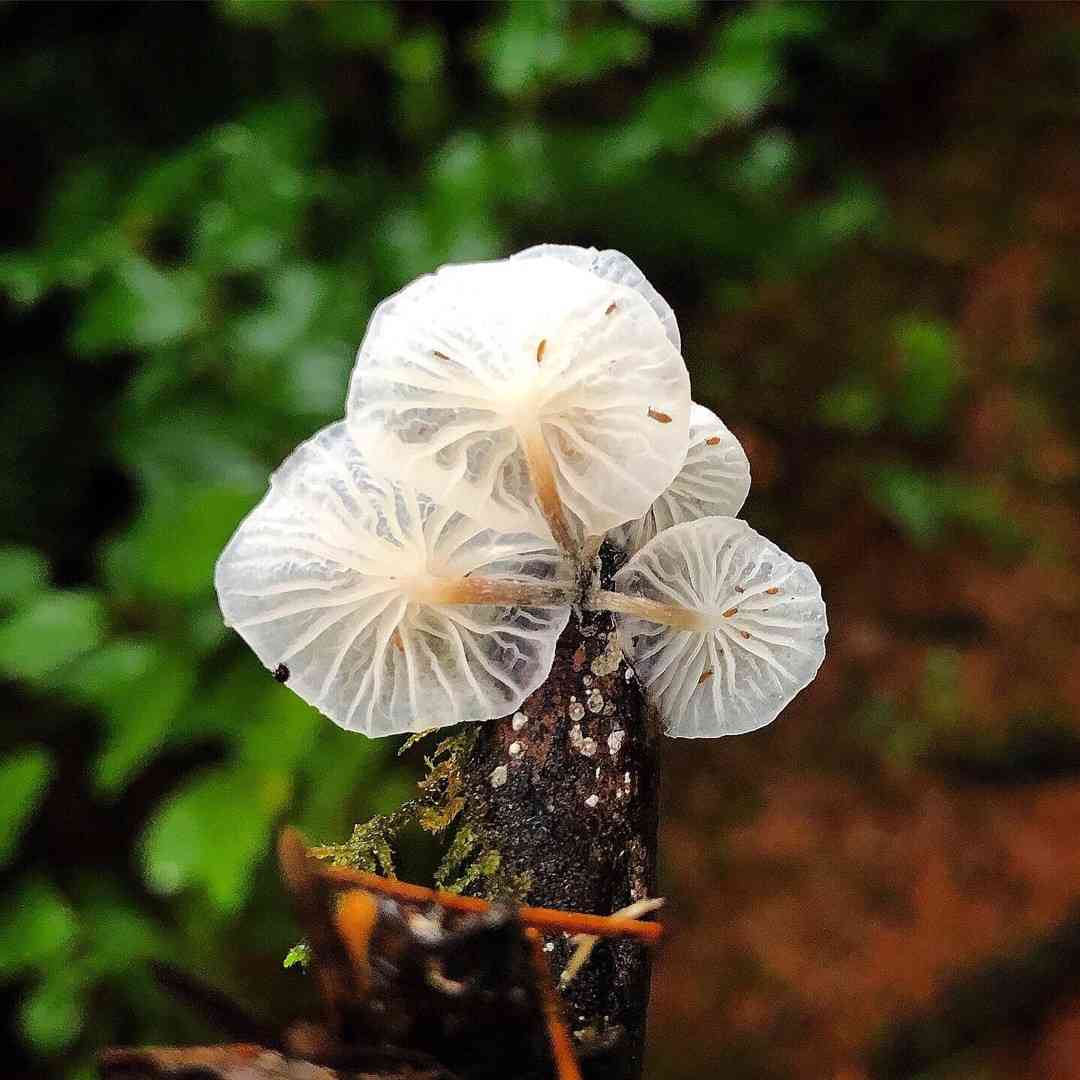 White marasmius (Marasmiellus candidus) thumbnail 1