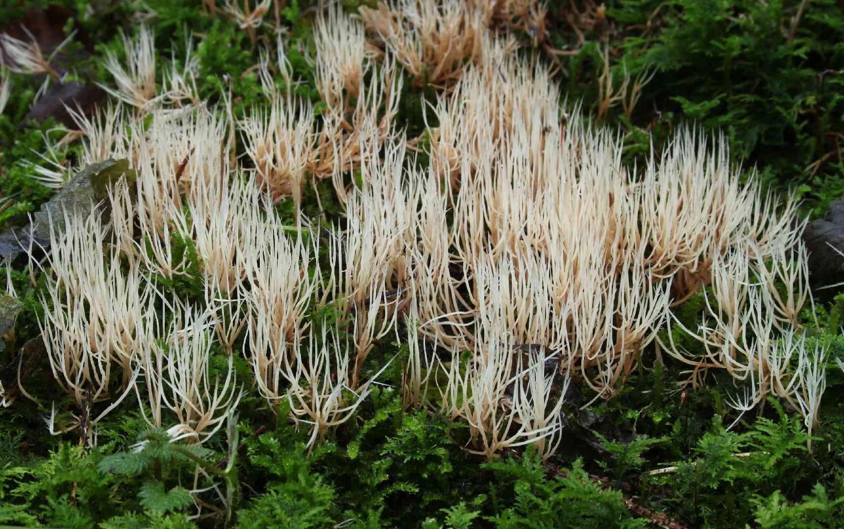 Pterula multifida (Pterula multifida) thumbnail 1