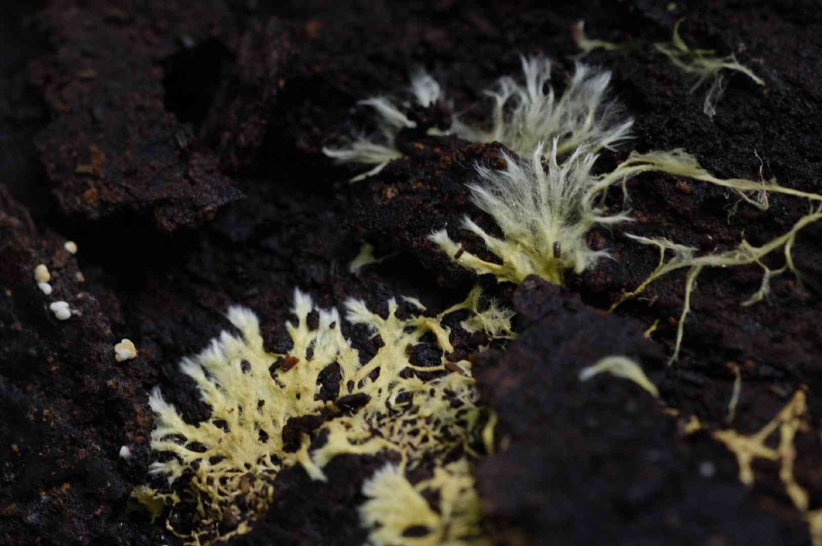 Xenasmatella vaga (Xenasmatella vaga) thumbnail 3