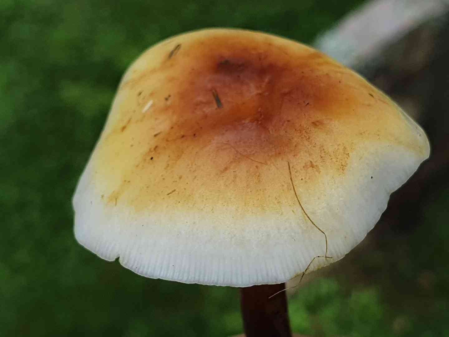 Restharrow velvet shank (Flammulina fennae) thumbnail 2
