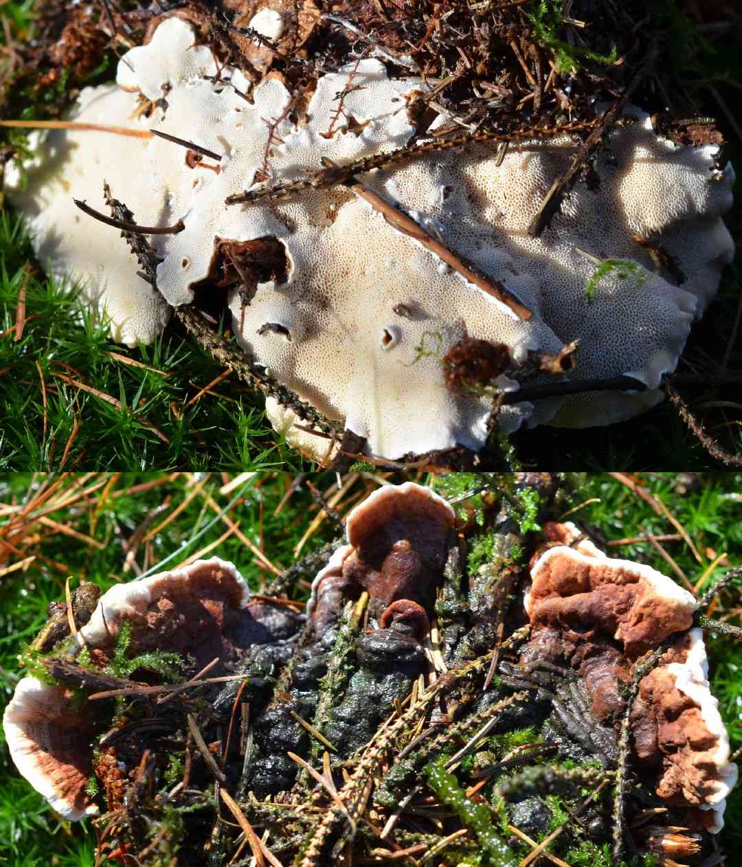 Annosum root rot (Heterobasidion annosum) thumbnail 3