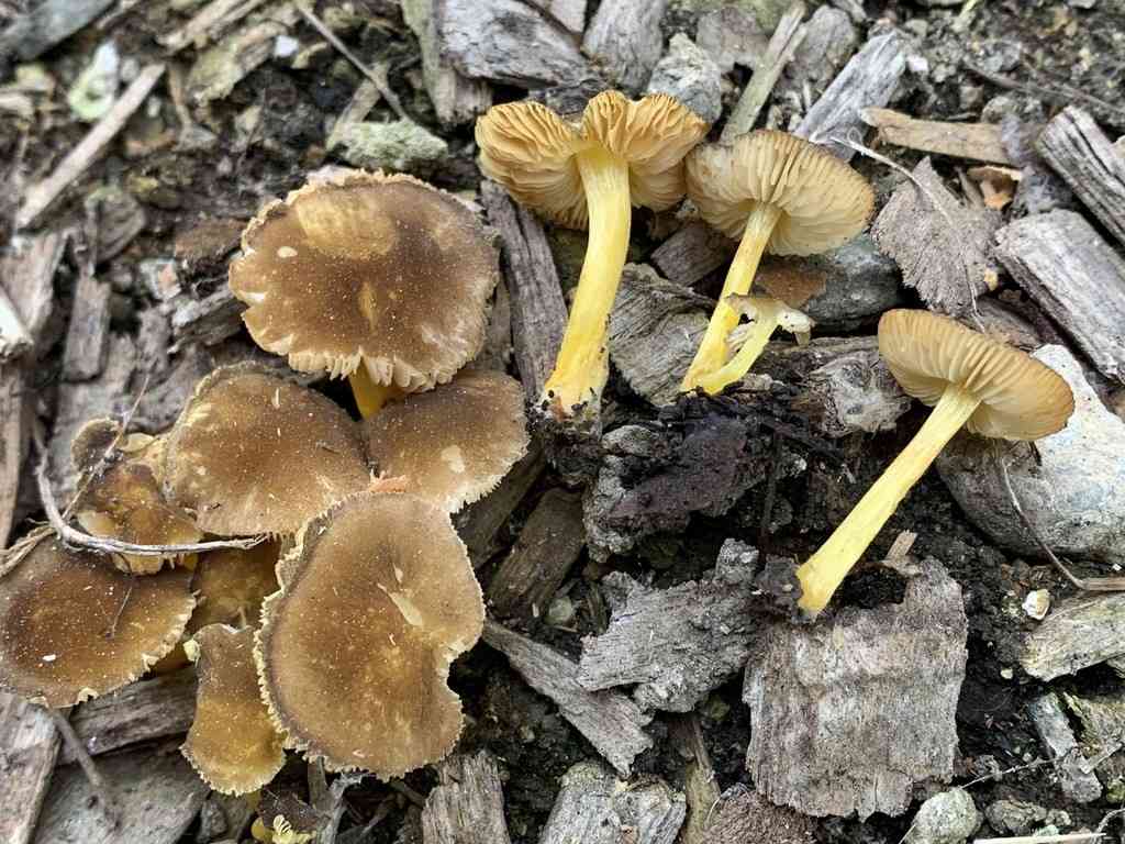 Goldleaf shield (Pluteus romellii) thumbnail 3