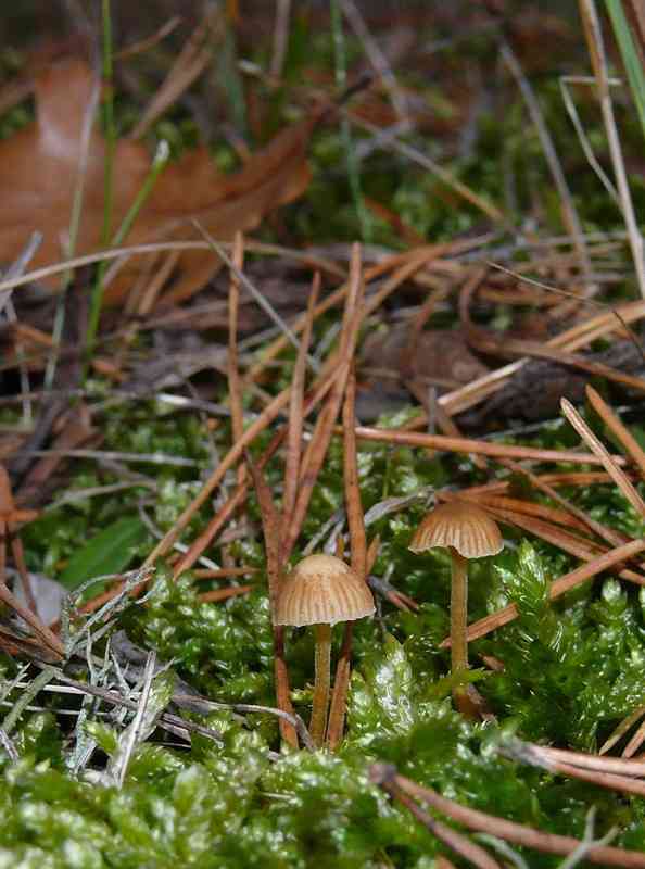 Pine toughshank (Gymnopus putillus) thumbnail 2