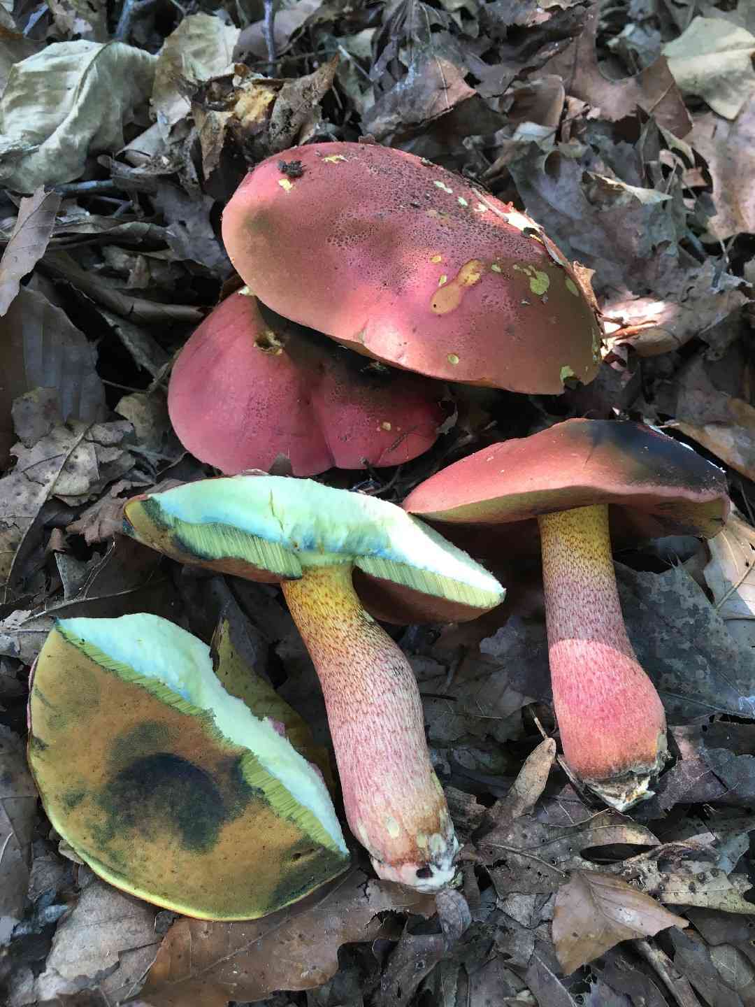 Perfumed bolete (Rubroboletus rhodosanguineus) thumbnail 2