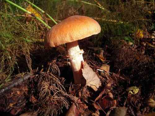 Gypsy mushroom (Cortinarius caperatus) thumbnail 3