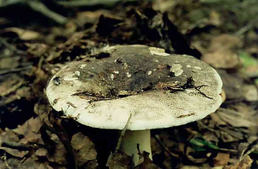 Winecork brittlegill (Russula adusta) thumbnail 2