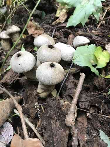 Pear-shaped puffball (Lycoperdon pyriforme) thumbnail 3