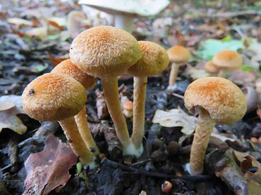 Lacrymaria pyrotricha (Lacrymaria pyrotricha) thumbnail 2