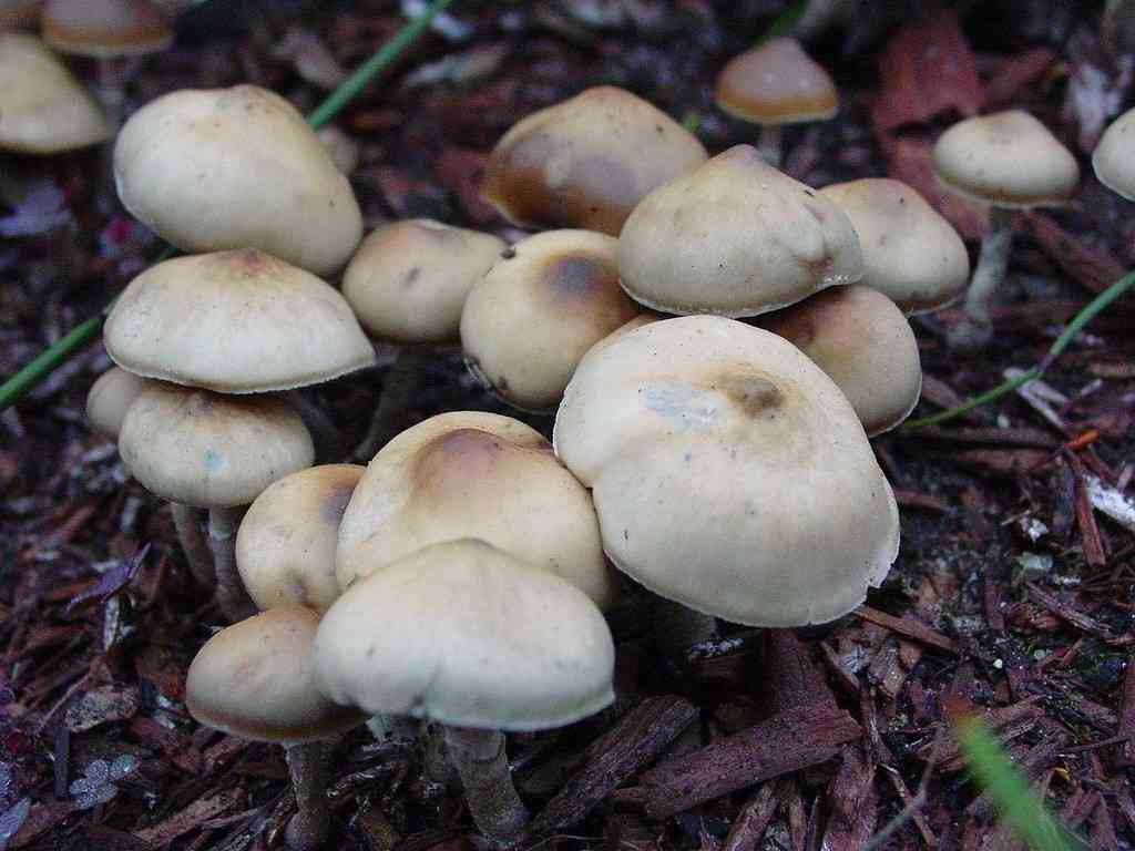 Psilocybe fasciata (Psilocybe fasciata) thumbnail 1