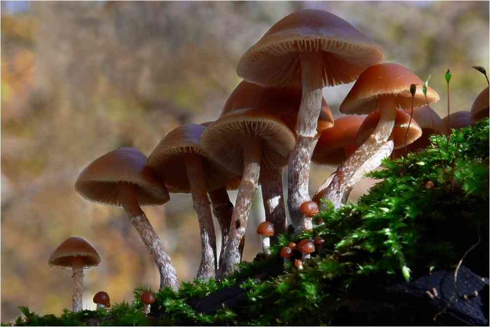 Galerina oregonensis (Galerina oregonensis) thumbnail 2