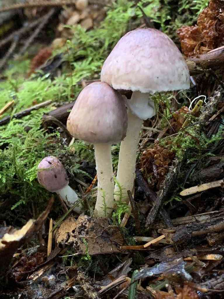 Diminutive agaricus (Agaricus diminutivus) thumbnail 1