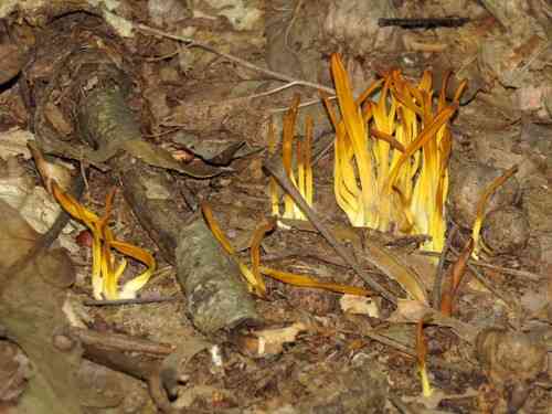 Golden spindles (Clavulinopsis fusiformis) thumbnail 3