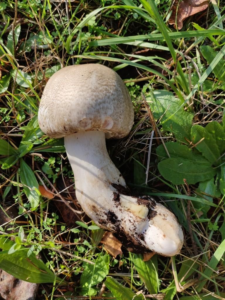 California flat-top agaricus thumbnail 2