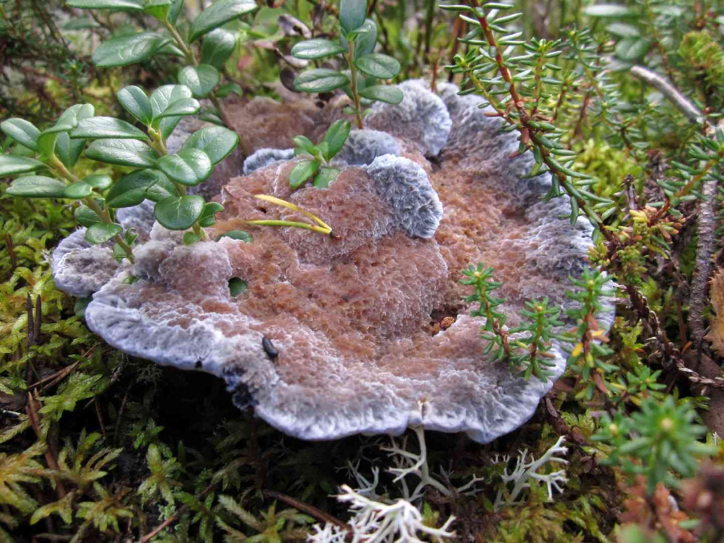 Blue Tooth (Hydnellum caeruleum) thumbnail 1