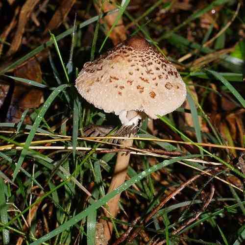 Graceful parasol (Macrolepiota clelandii) thumbnail 2