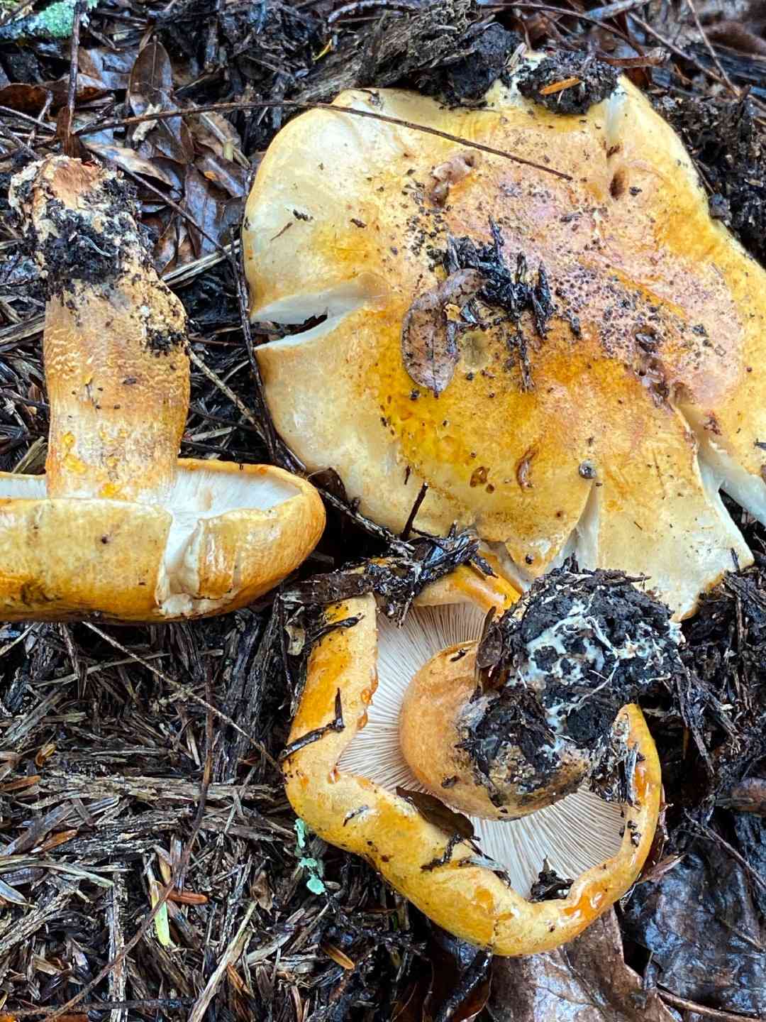 Golden orange tricholoma