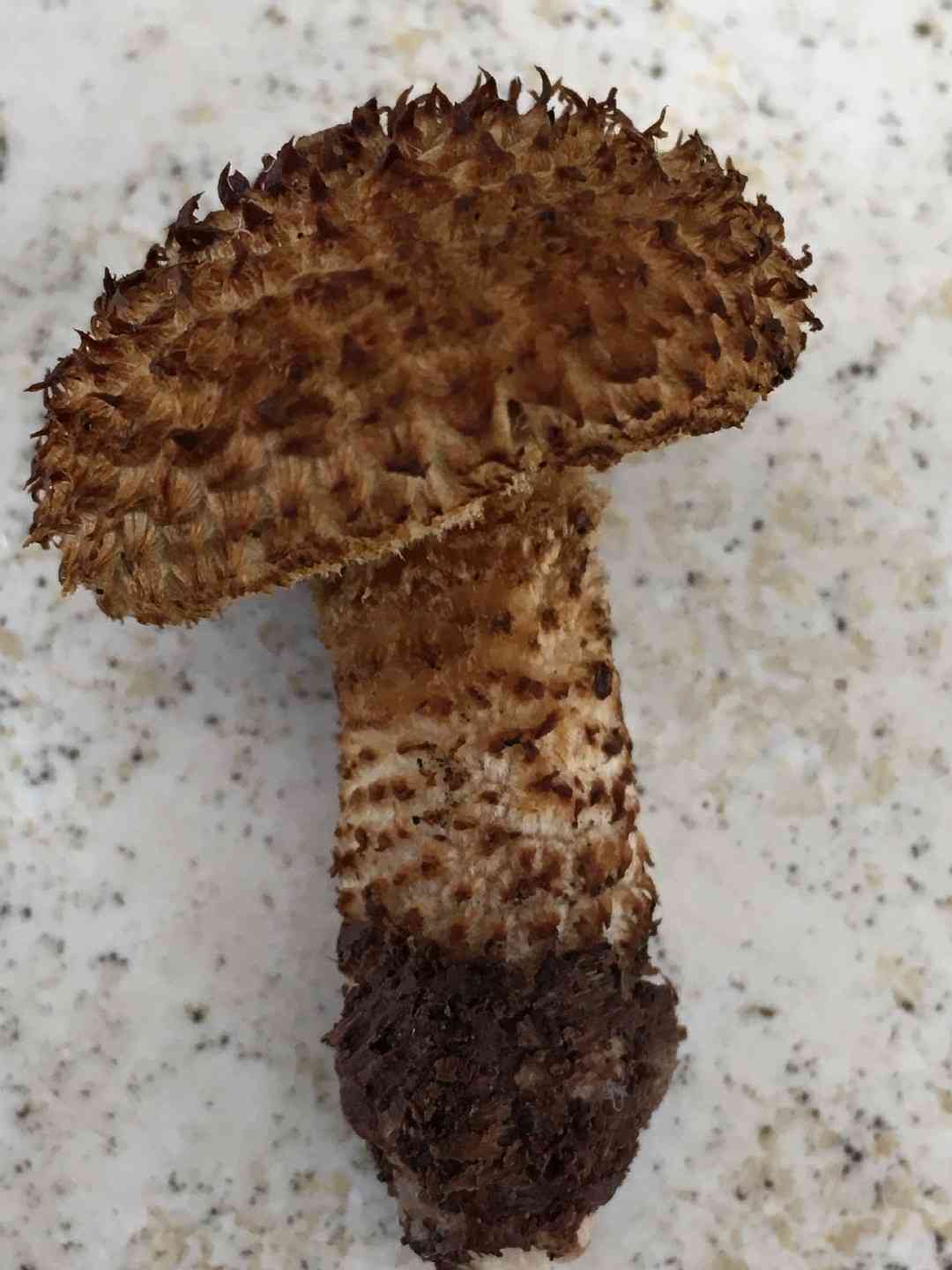 Scaly fibrecap (Inocybe hystrix) thumbnail 3