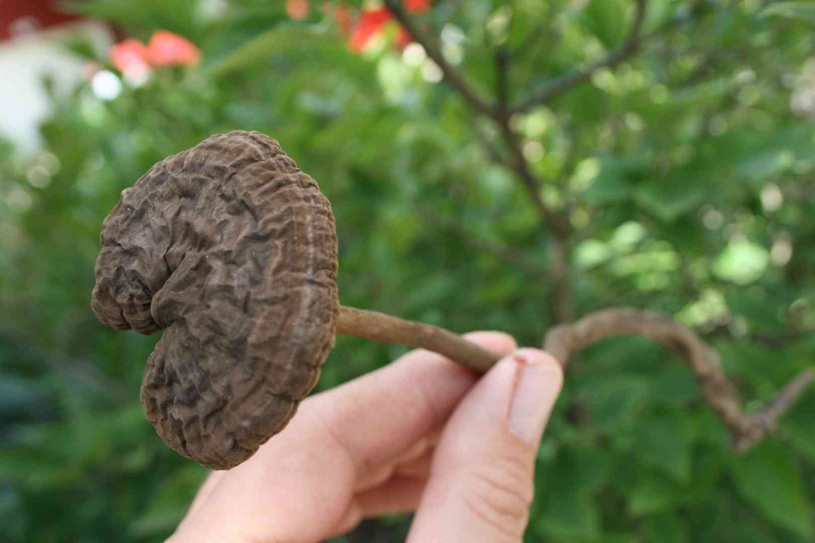 Amauroderma rugosum (Amauroderma rugosum) thumbnail 2