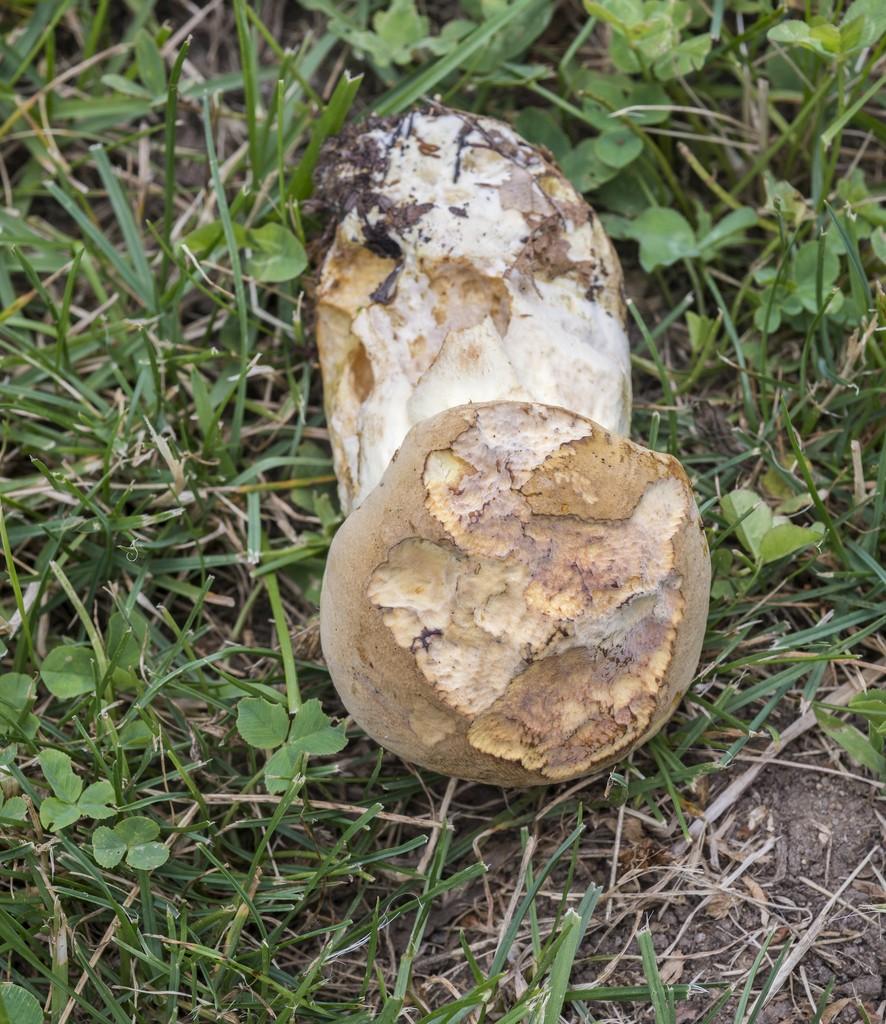 Boletus huronensis thumbnail 2