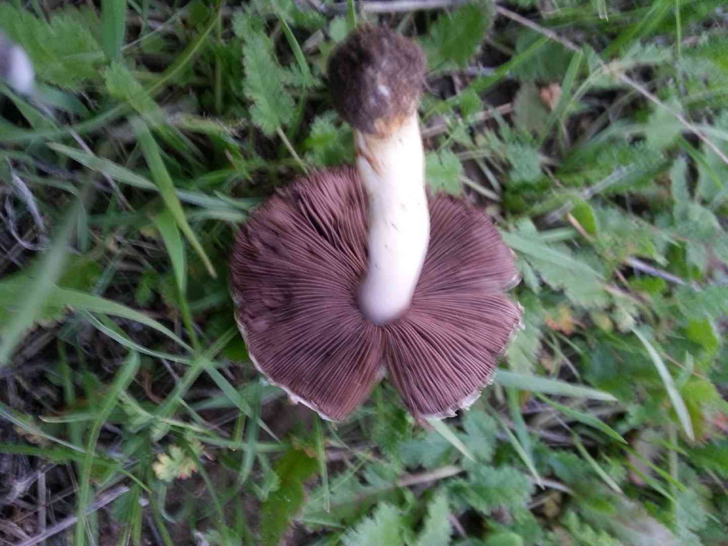 Ornamented mushroom (Agaricus comtulus) thumbnail 2