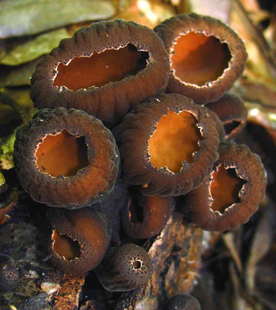 Rufous rubber cup