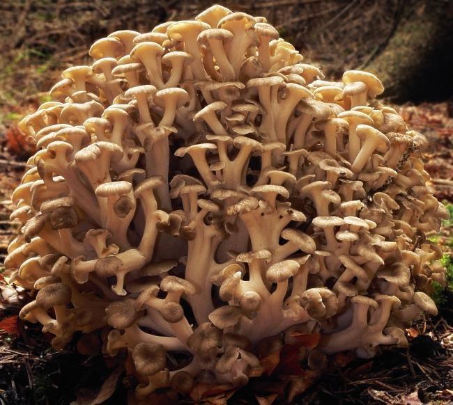 Umbrella polypore thumbnail 2