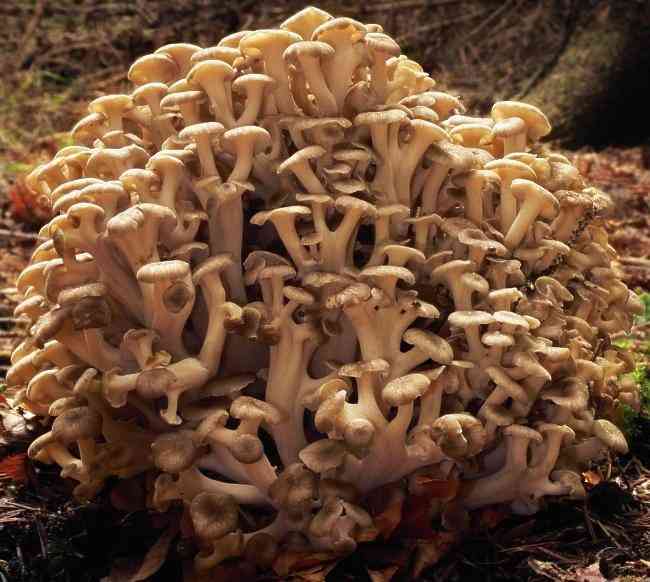 Umbrella polypore (Polyporus umbellatus) thumbnail 2