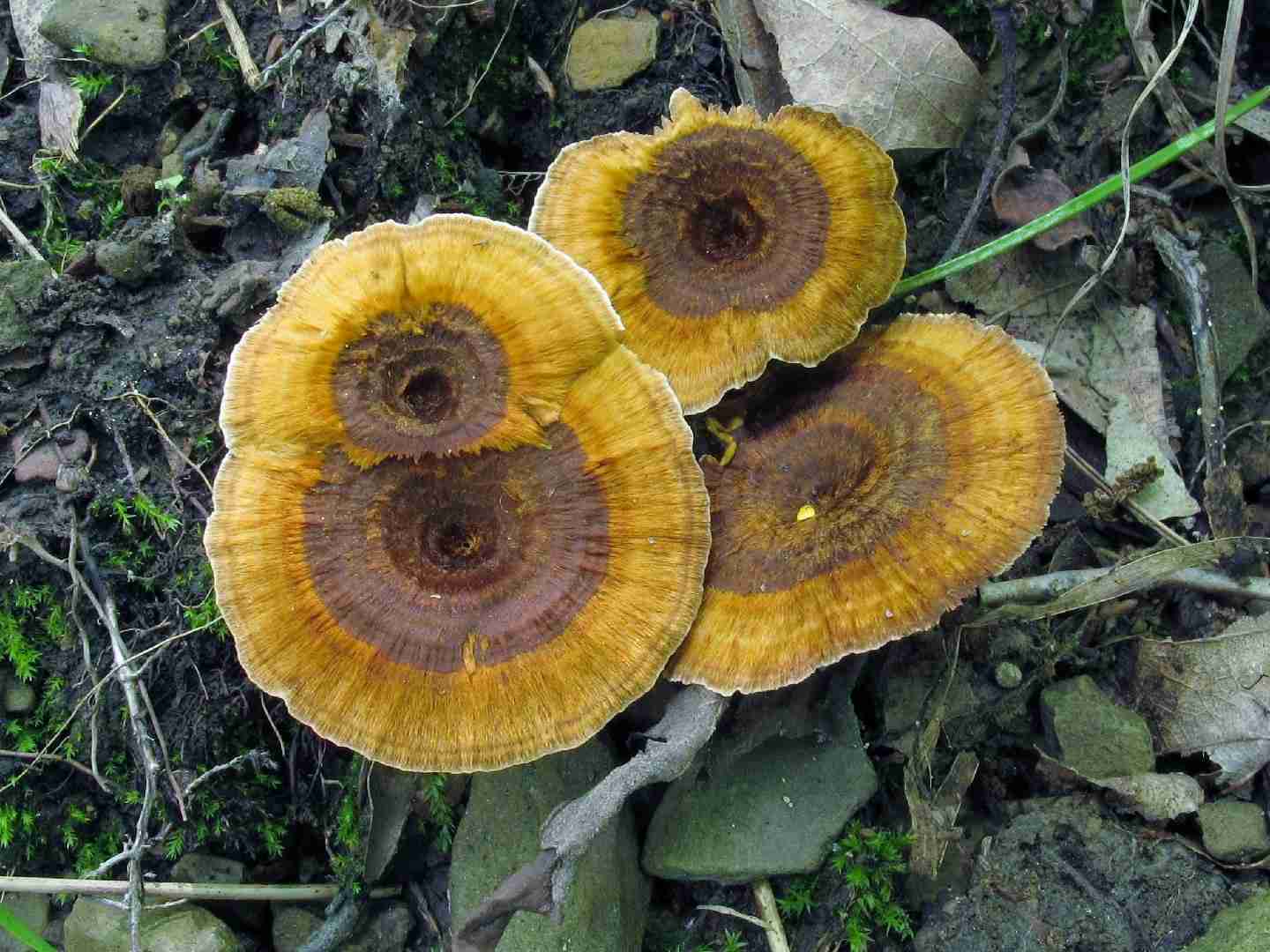 Shiny cinnamon polypore (Coltricia cinnamomea)