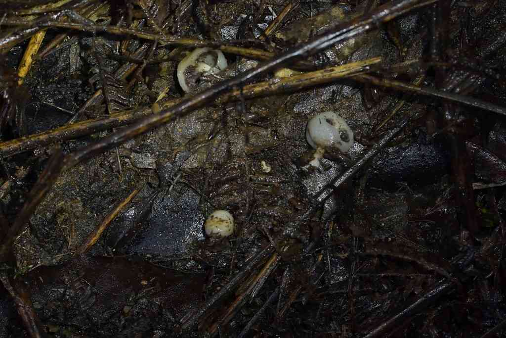 Psilocybe weraroa (Psilocybe weraroa) thumbnail 2