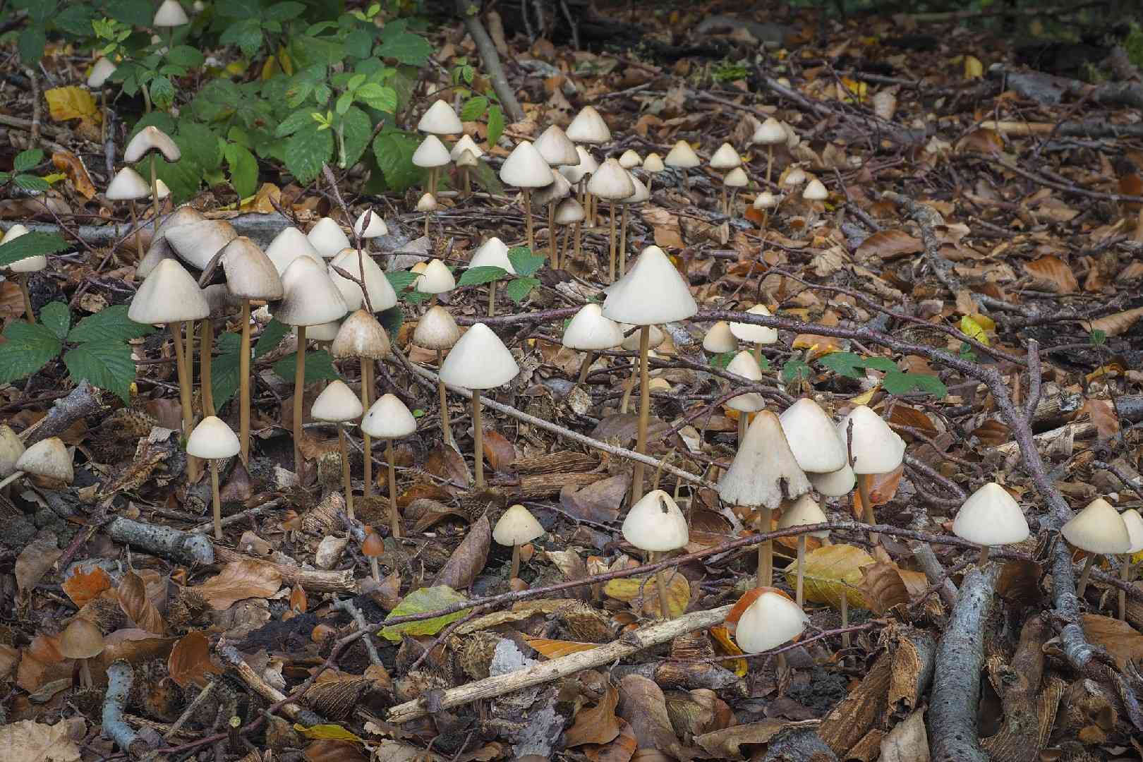 Conical brittlestem (Parasola conopilus) thumbnail 1