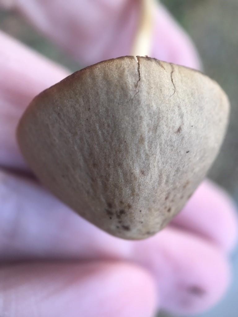 Common stump brittlestem thumbnail 2